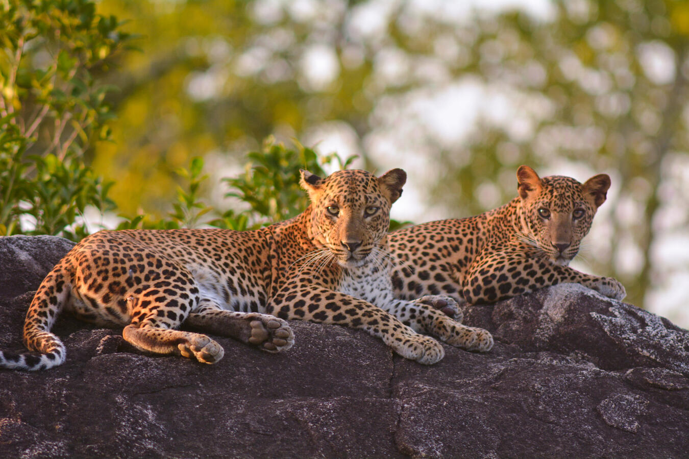 "Spotted Sunbathing" - Yala, Sri Lanka