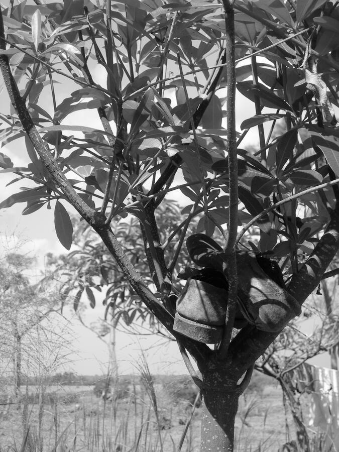 "Safekeeping" - Dambulla, Sri Lanka